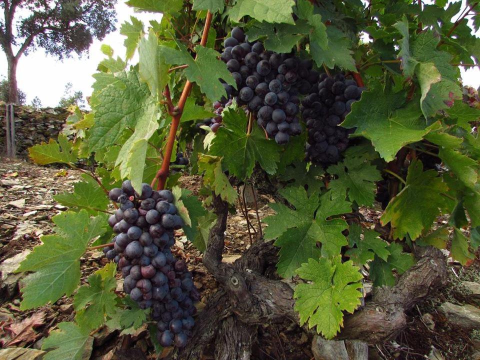 Casa Do Poco - Douro Ξενοδοχείο Peso da Régua Εξωτερικό φωτογραφία