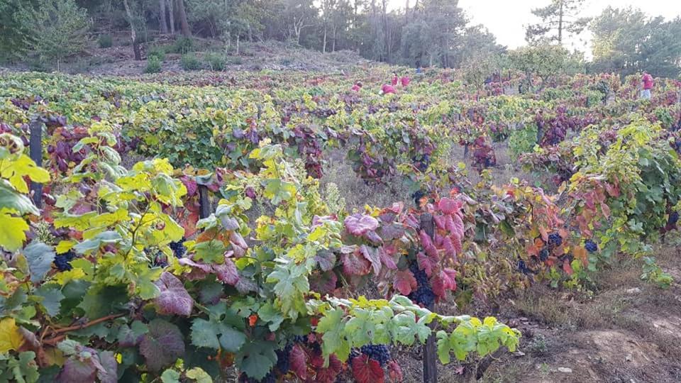 Casa Do Poco - Douro Ξενοδοχείο Peso da Régua Εξωτερικό φωτογραφία